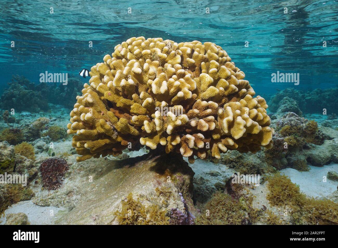 Eine gesunde Kolonie von Blumenkohlkorallen unter Wasser (Pocillopora Sp.), Pazifischer Ozean, Bora Bora, Französisch-Polynesien, Oceania Stockfoto
