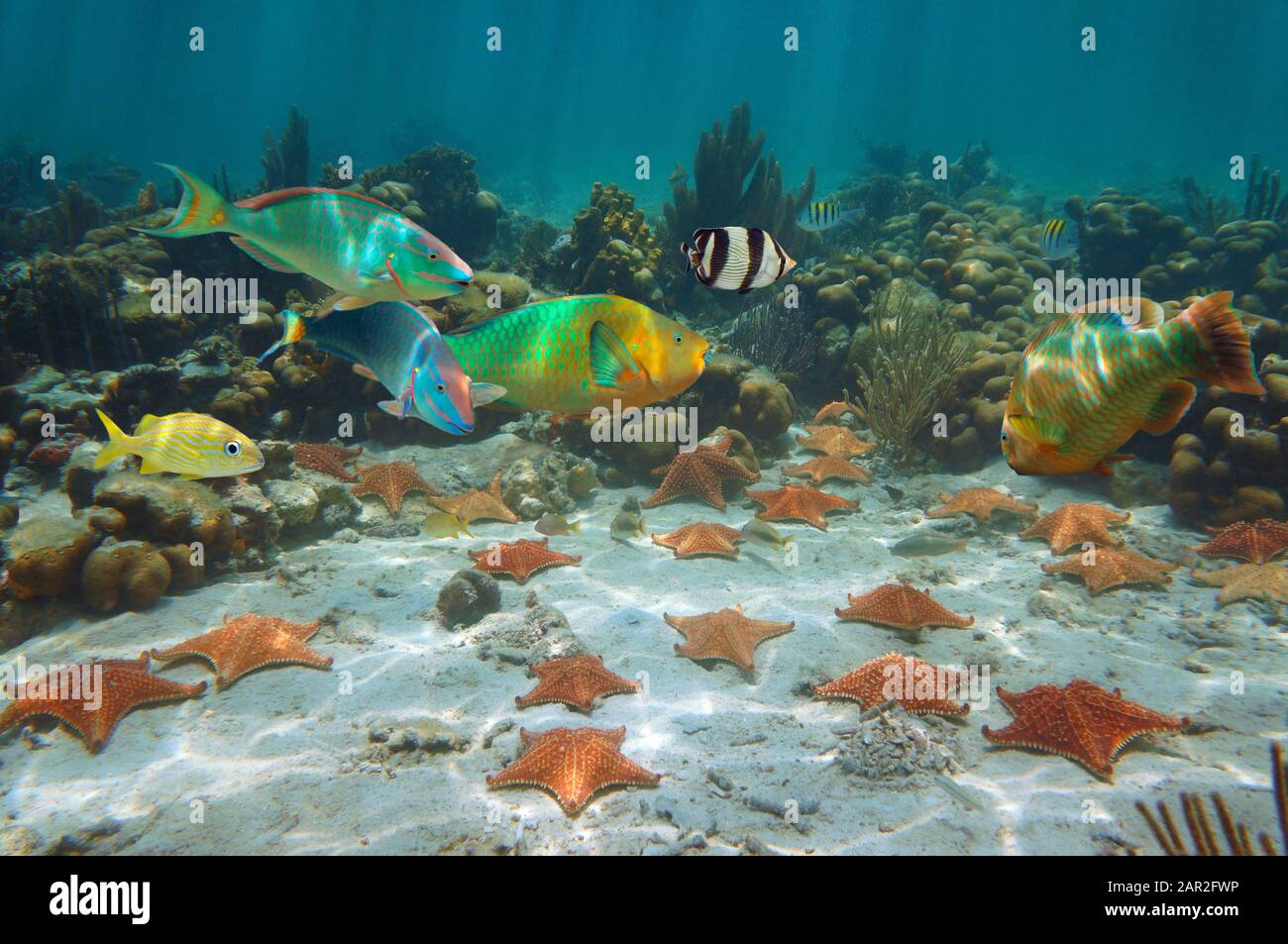 Seesterne mit farbenfrohen tropischen Fischen unter Wasser in einem Korallenriffe karibisches Meer Stockfoto