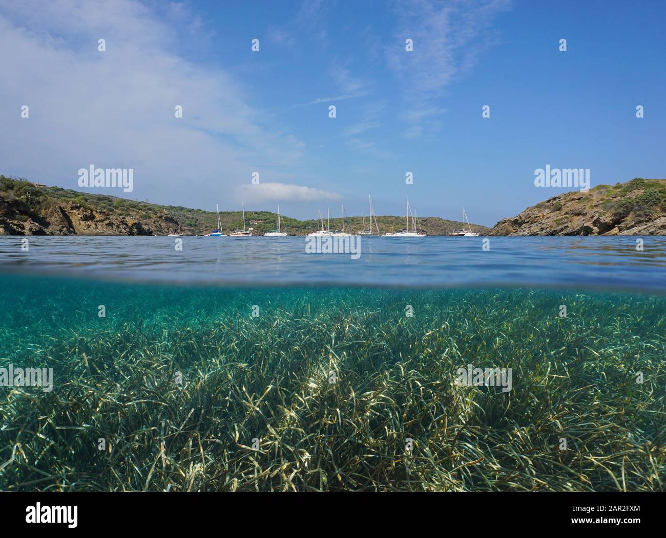 Mediterranean seagrass posidonia oceanica Fotos und Bildmaterial in