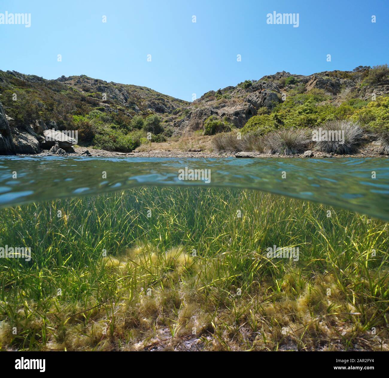Mittelmeerküste in einer kleinen abgeschiedenen Bucht mit Meergras Cymodocea nodosa unter Wasser, geteilter Blick über und unter der Wasseroberfläche, Spanien, Costa Brava Stockfoto