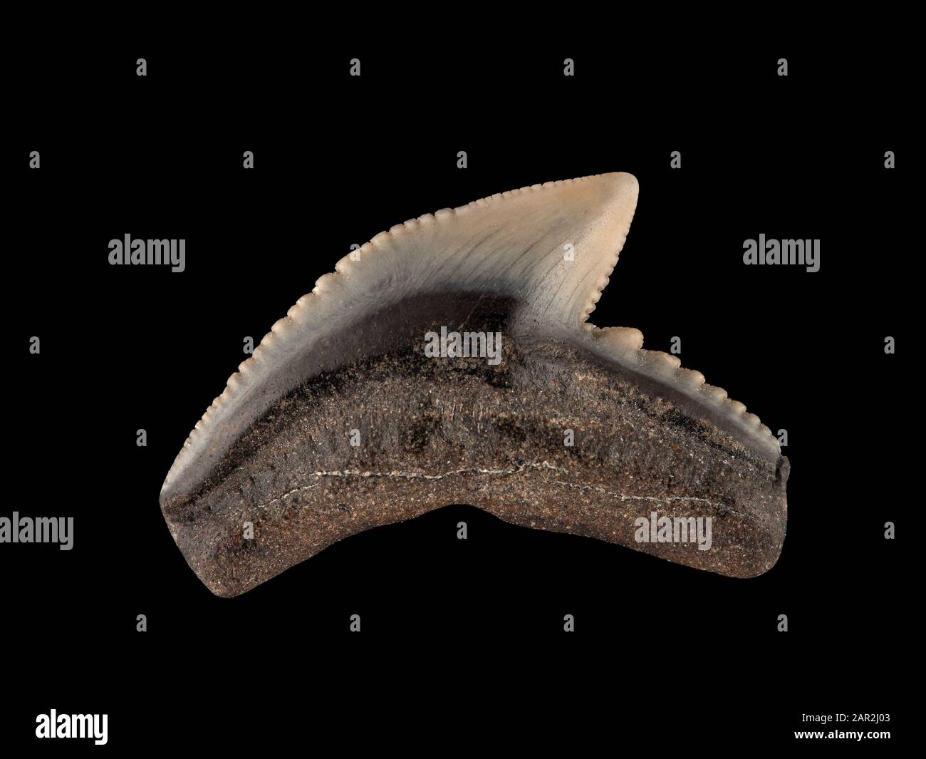 Fossiler Tiger Shark Zahn, Galeocerdo cuvier. Tigerhaie im Miozän, die vom 5. bis 23 millionen Jahren erweiterte entwickelt Stockfoto