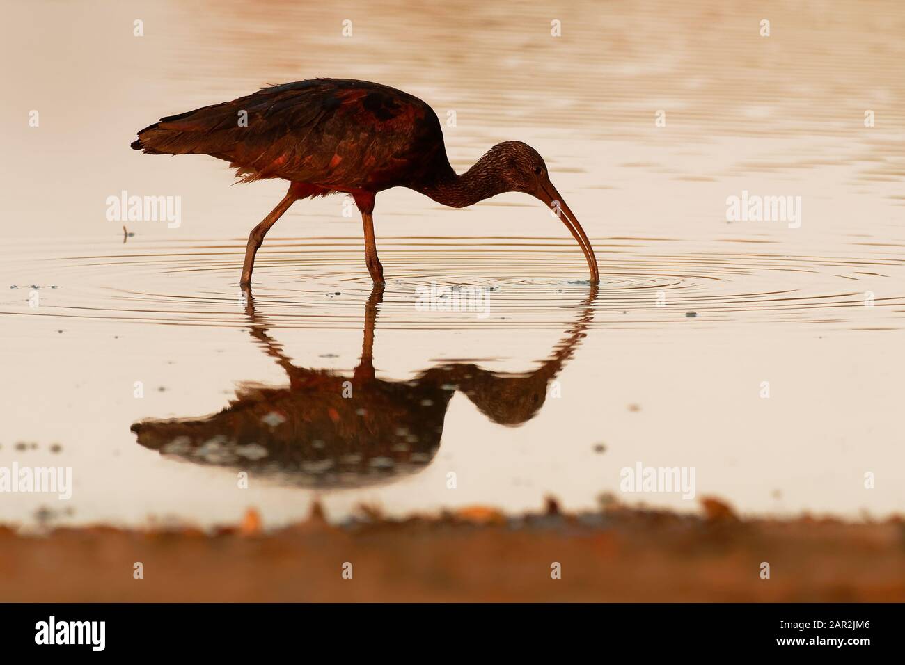 Glossy Ibis - Plegadis falcinellus ist ein Planschbecken Vogel in der ibis Familie Threskiornithidae, Ufer Vogel mit einem langen Schnabel im Wasser, roter Hintergrund durin Stockfoto