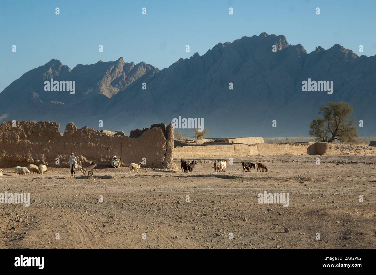 Ziegen und Schafe, die von einem Mann geerntet wurden, saßen 2007 gegen eine zusammengesetzte Mauer in der Nähe von Nowzad in der Provinz Helmand im Süden Afghanistans. Stockfoto