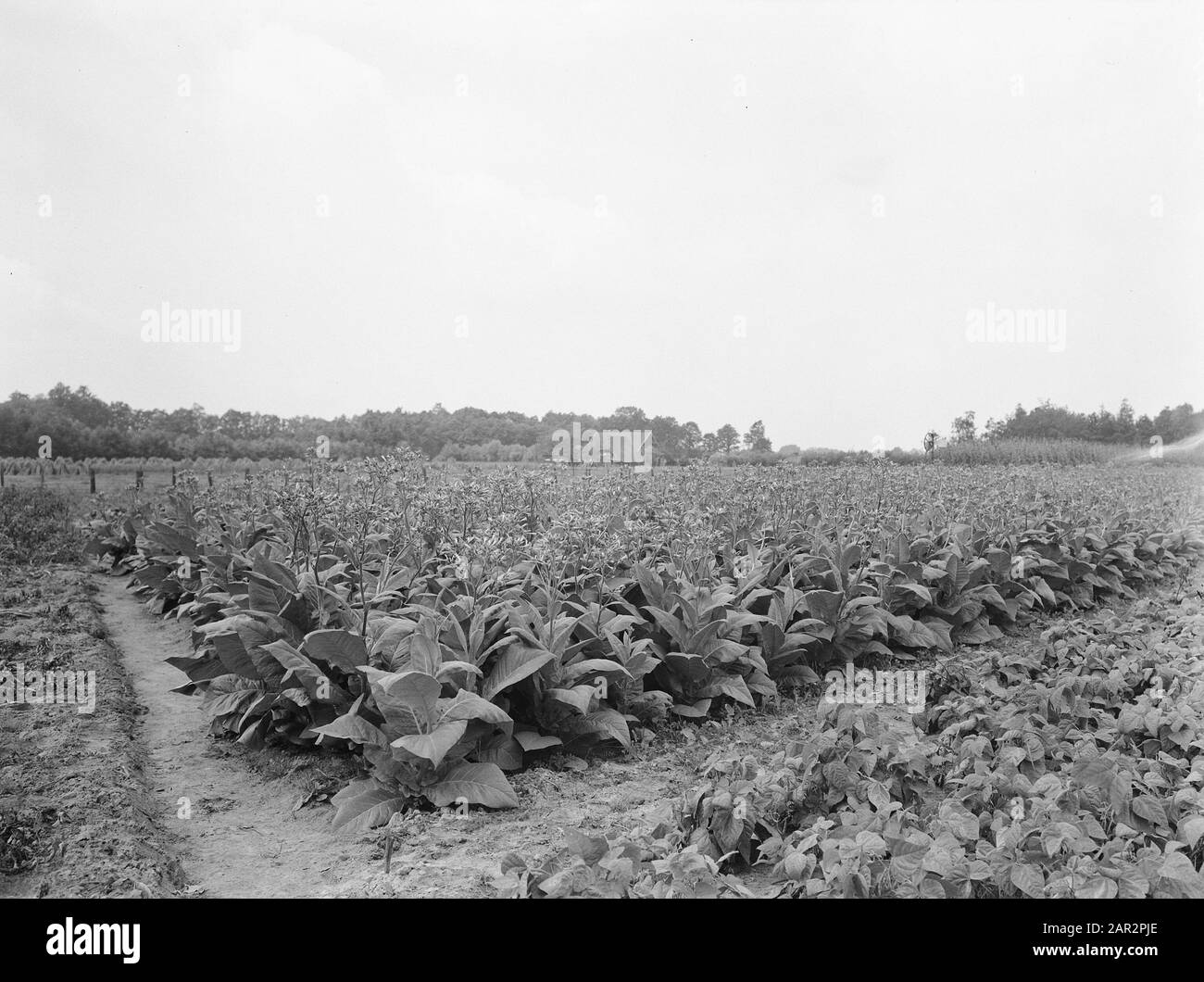 Land, Landwirtschaft Datum: Undatierte Stichwörter: Landwirtschaft, Land Stockfoto