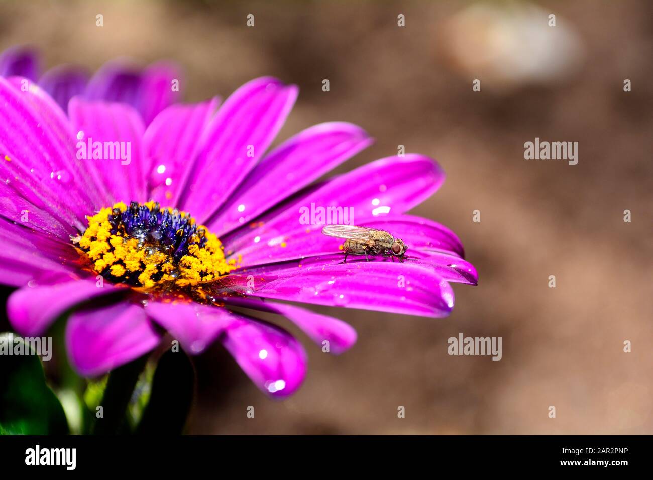 Eine Fliege sitzt auf rosafarbener Blume in der Natur mit Kopierraum Stockfoto