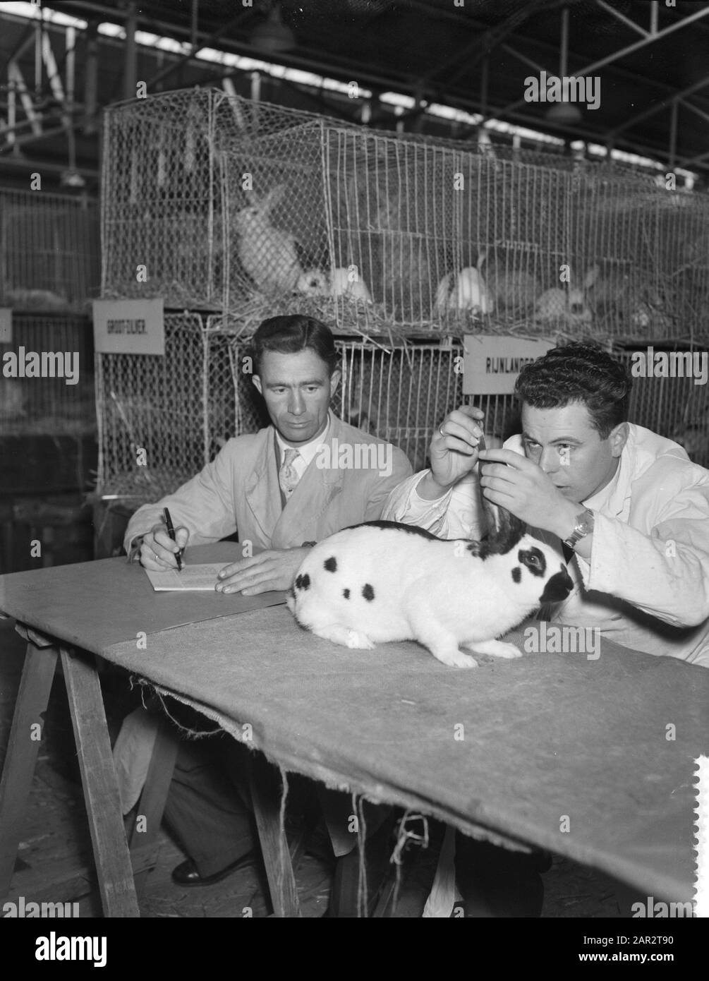 Niederländischer Kaninchenzuchtverband veranstaltet Ausstellung im RAI-Gebäude zum 60. Jahrestag Datum: 10. Januar 1958 Schlüsselwörter: Ausstellungen Institutionenname: RAI Stockfoto