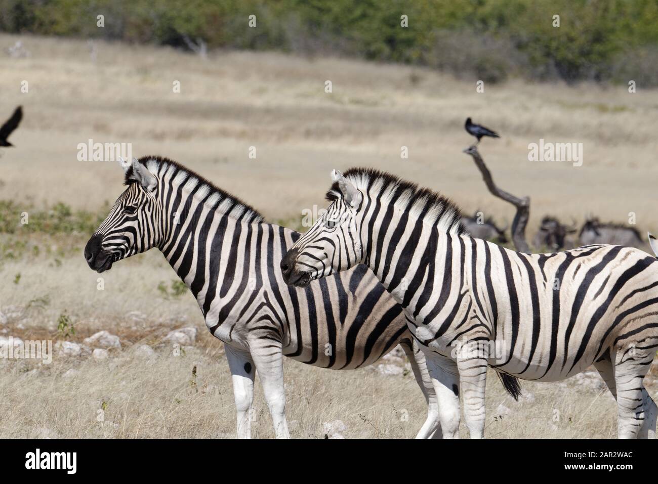 Eine Herde Zebra blickt über die Ebenen Stockfoto