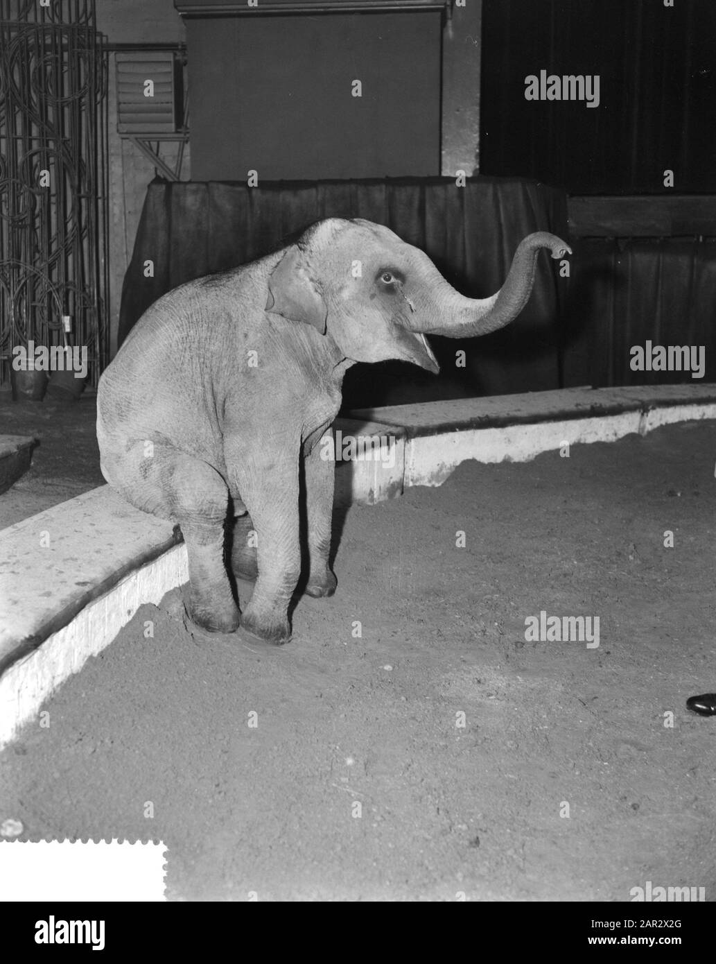 Proben für den Circus Strassburger in Carre, Dressur der Elefantennummer Datum: 22. Dezember 1959 Schlagwörter: DRESHOURS, RETICES, Zirkusse Name Der Institution: Strassburger Circus: Rossem, Wim van/Anefo Stockfoto