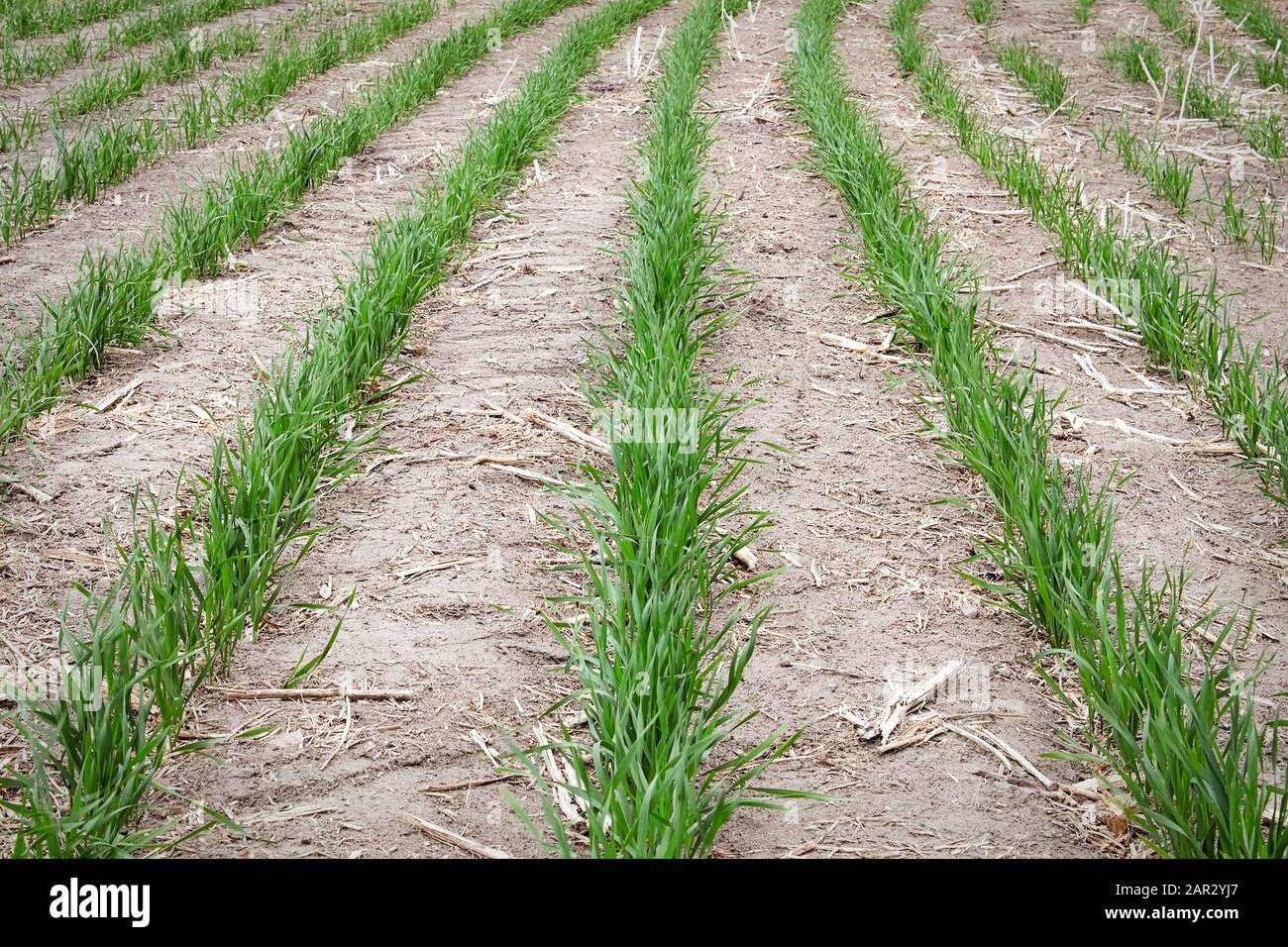 Reihen junger Weizenpflanzen, die auf einem Feld wachsen Stockfoto
