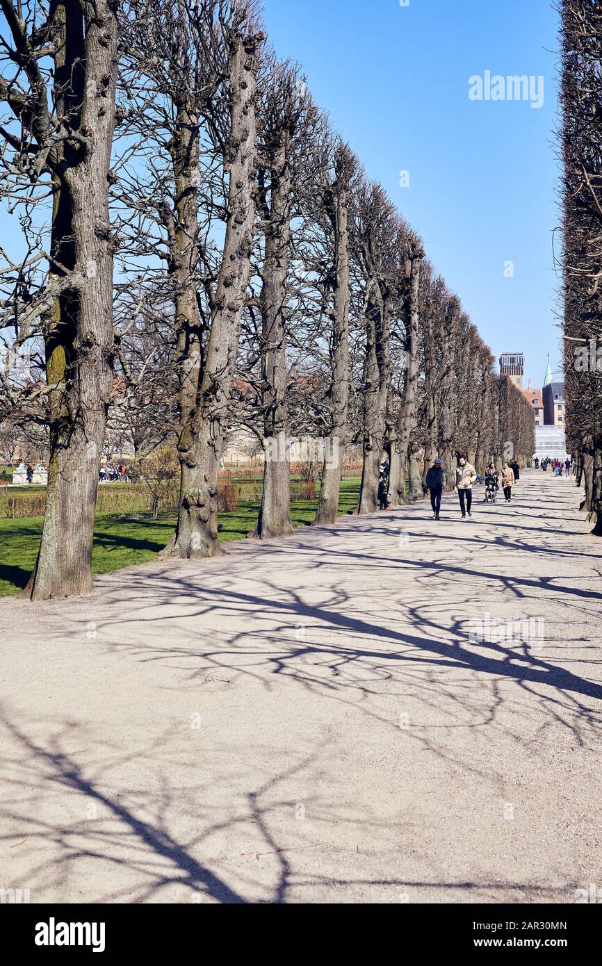 Ein von Bäumen gesäumter Gehweg in Rosenborg Castle Gardens (Kongens Have), März; Kopenhagen, Dänemark Stockfoto