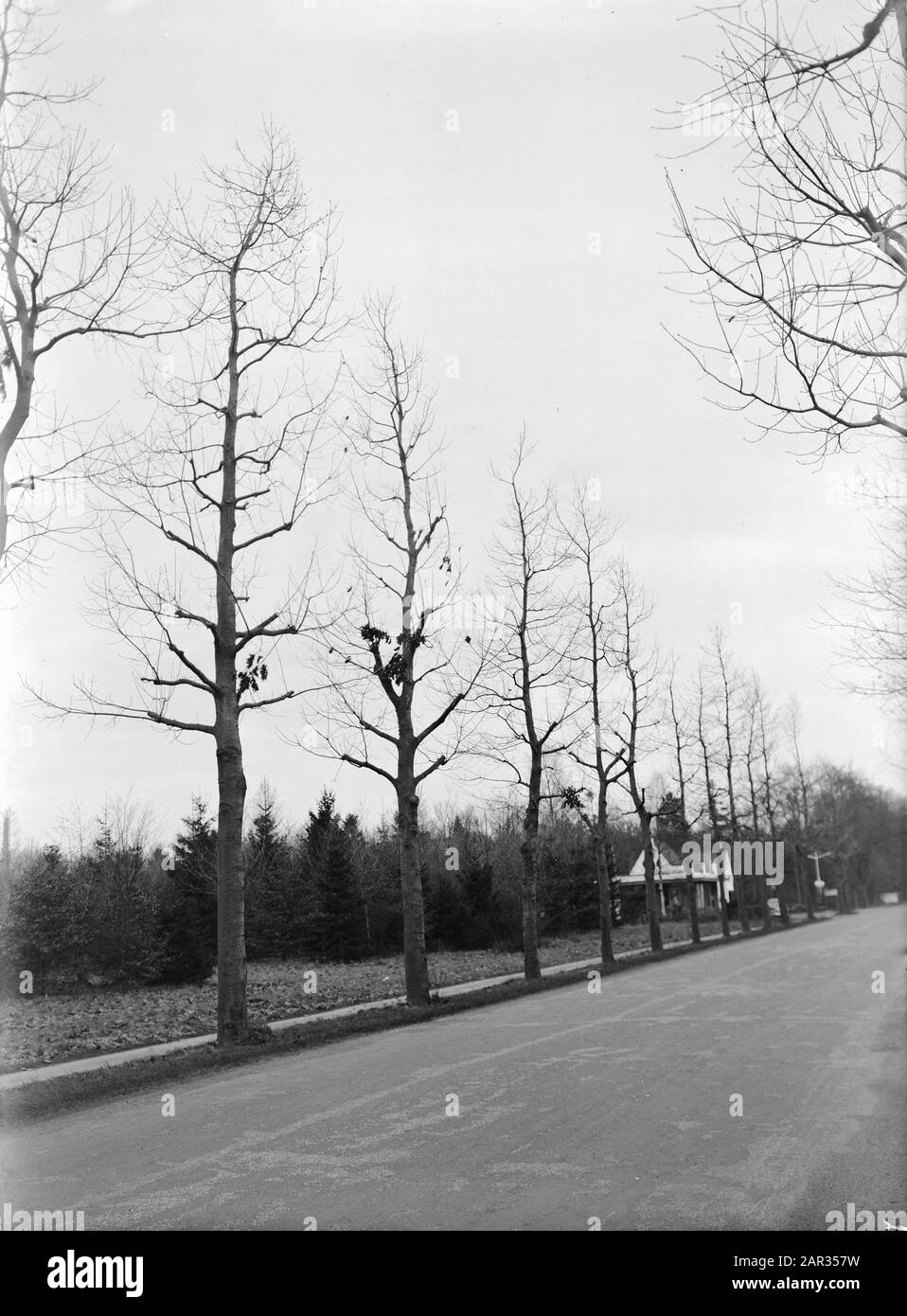 Beschneiden, Eiche, amerikanisches Datum: Undatierter Ort: Gelderland, Hattem, Wapenveld Schlüsselwörter: Amerikanisch, Eiche, Beschneidung Stockfoto