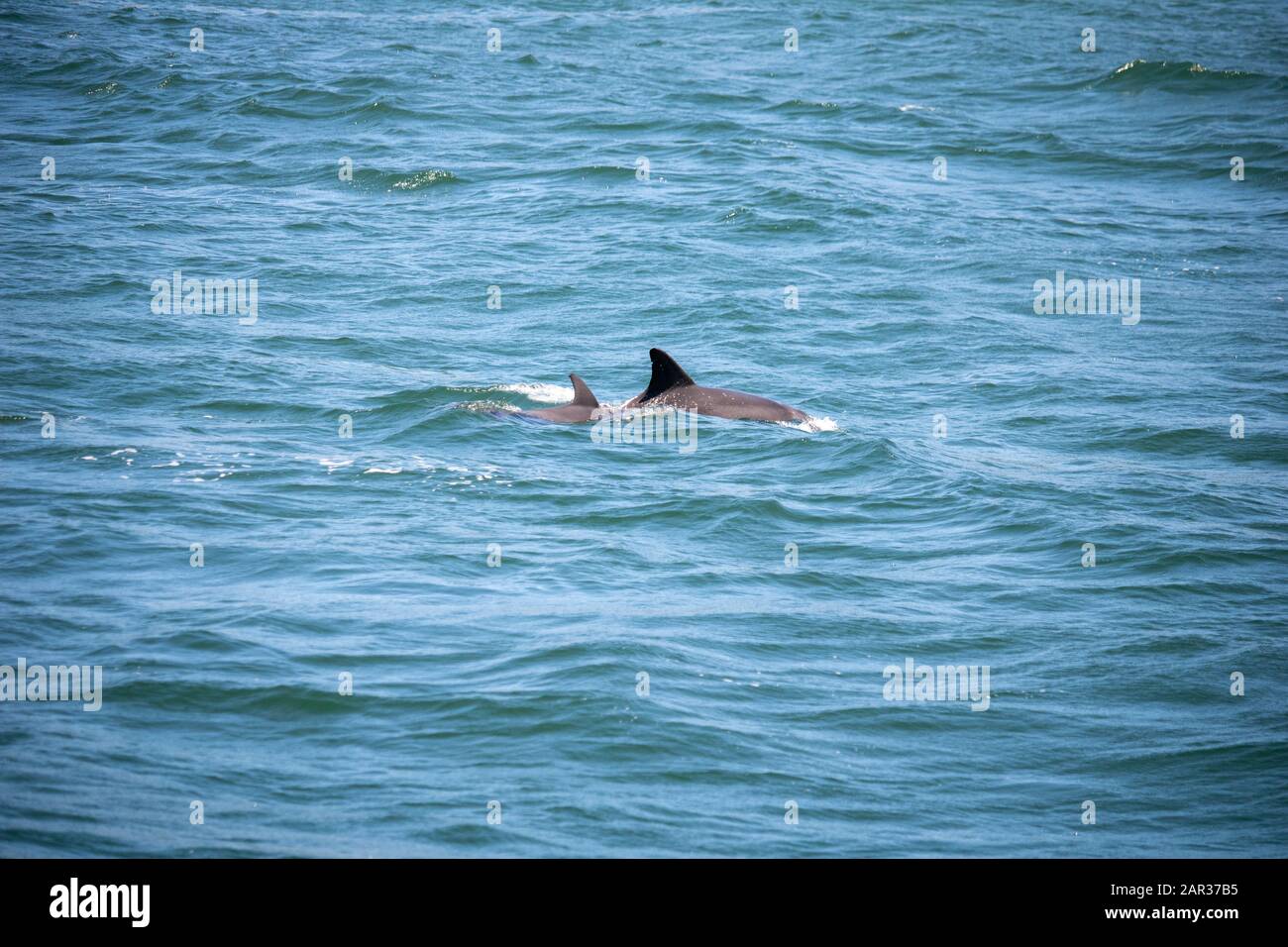 Delfine schwimmen am Strand von North Haven Stockfoto