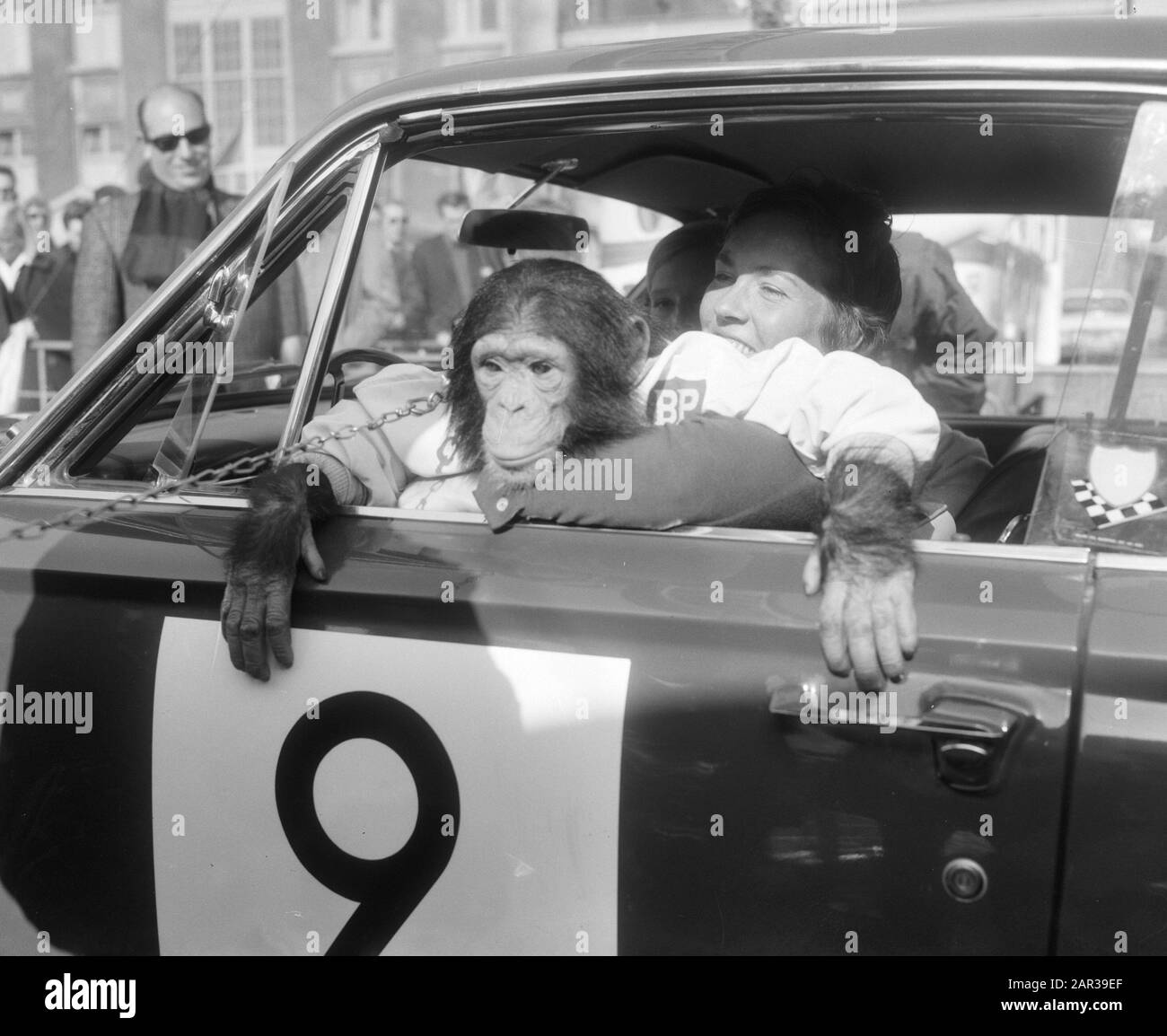 Beenden Sie Tulpenralley in Noordwijk, Pat Carlsson Moss mit Affendatum: 28. april 1966 Ort: Noordwijk Schlüsselwörter: Finishen Institutionenname: Tulpenrallye Stockfoto