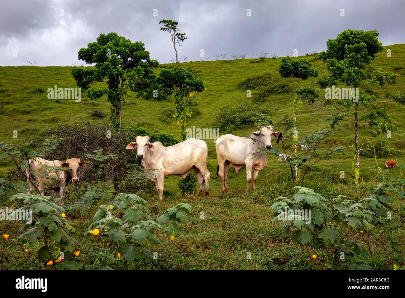 Brahmanische Tiere im nördlichen Tiefland Costa Ricas - in der Nähe von Boca Tapada, San Carlos, Costa Rica Stockfoto