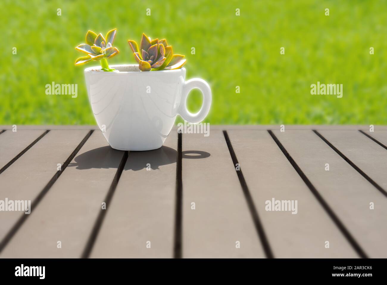 Grüne Pflanze wächst in weißem Kelch auf Holztisch. Kopierbereich. Seitenansicht. Pachira aquatica Pflanze in kleinem weißen Topf auf Holzhintergrund. Bio Food Konzept. Keine Abfallbeseitigung Stockfoto