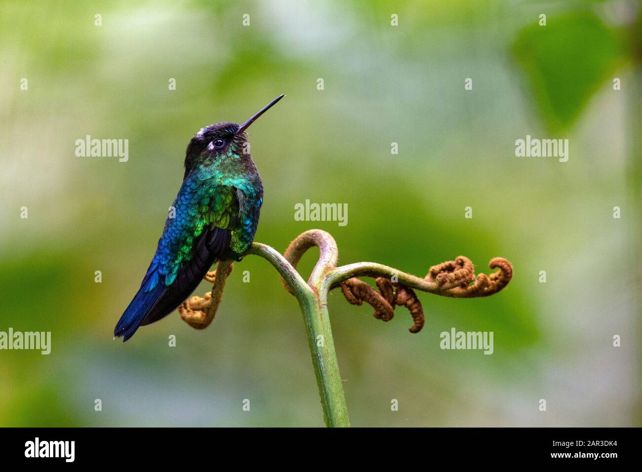 Talamanca Hummingbird (Eugenes spectabilis) - Paraiso Quetzal Lodge, San Gerardo de Dota, Provinz San Jose, Costa Rica Stockfoto