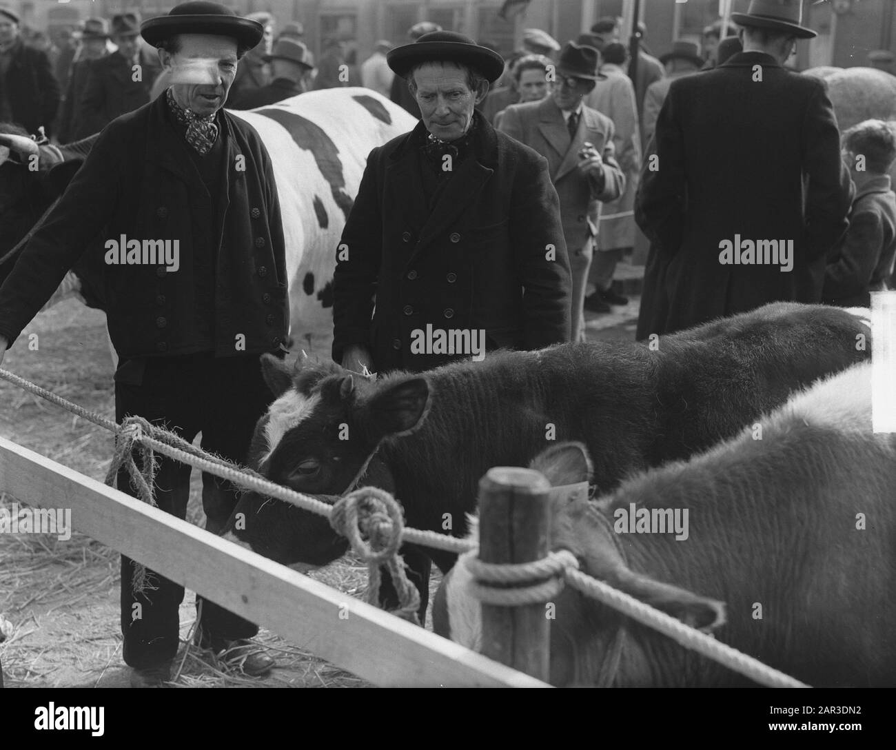 Oster Cattle Market in Goes Datum: 6. März 1951 Ort: Goes Keywords: Händler, Tiere Stockfoto