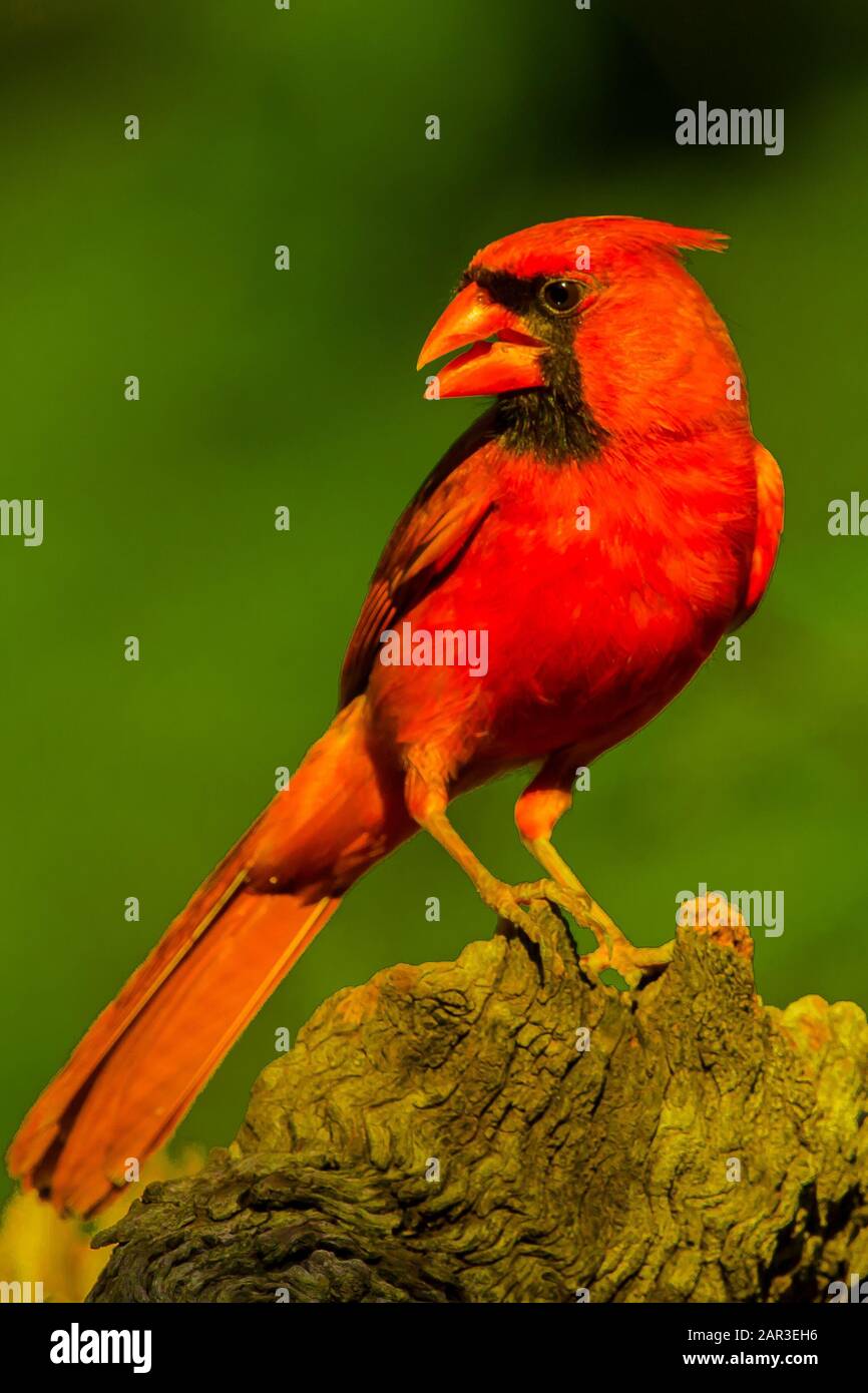 Nördlicher Kardinal auf dem Stumpf Stockfoto