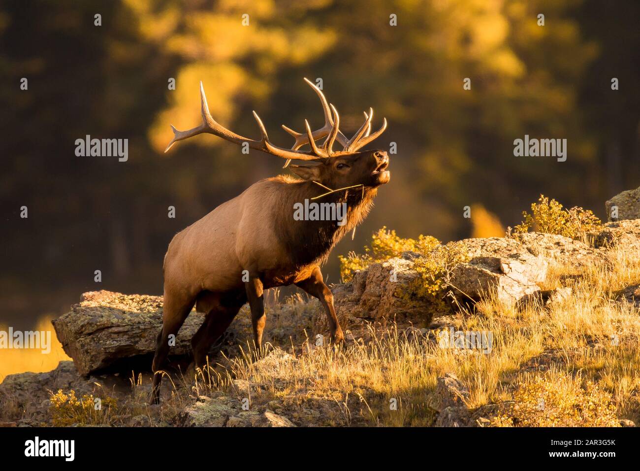 Rocky Mountain bull Elk bugling Stockfoto
