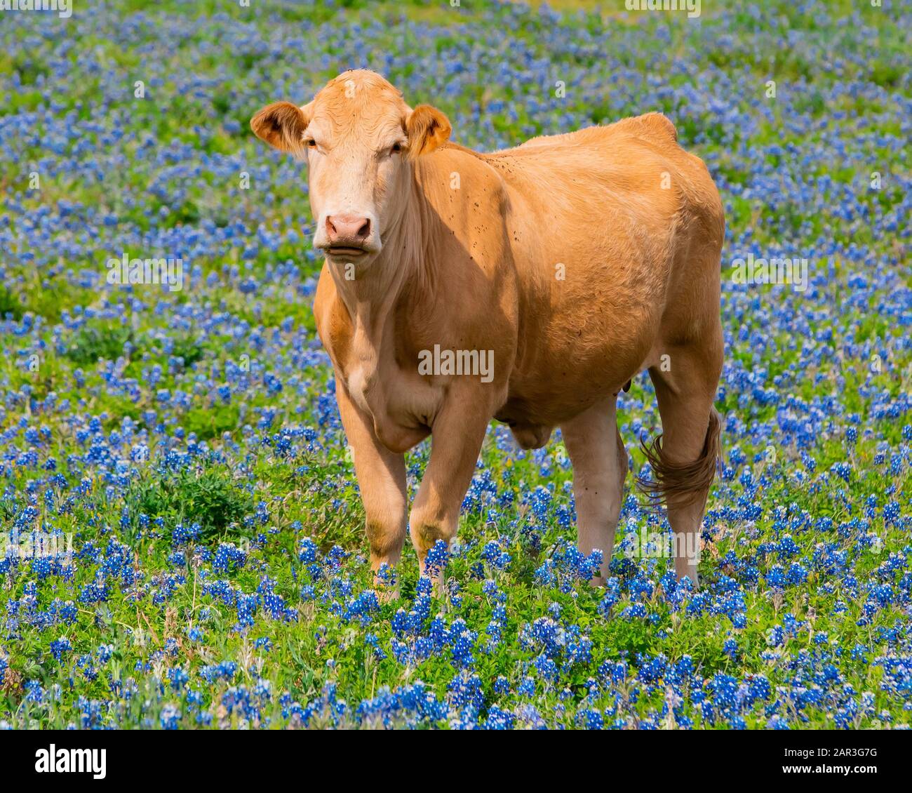 Kuh, die auf der mit bluebonnet gefüllten Weide steht Stockfoto
