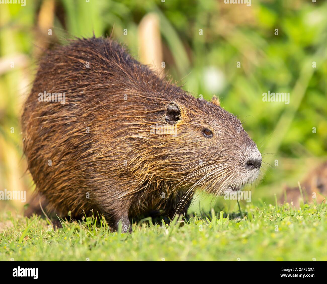 Nutria Fütterung in der Nähe von Creek Stockfoto