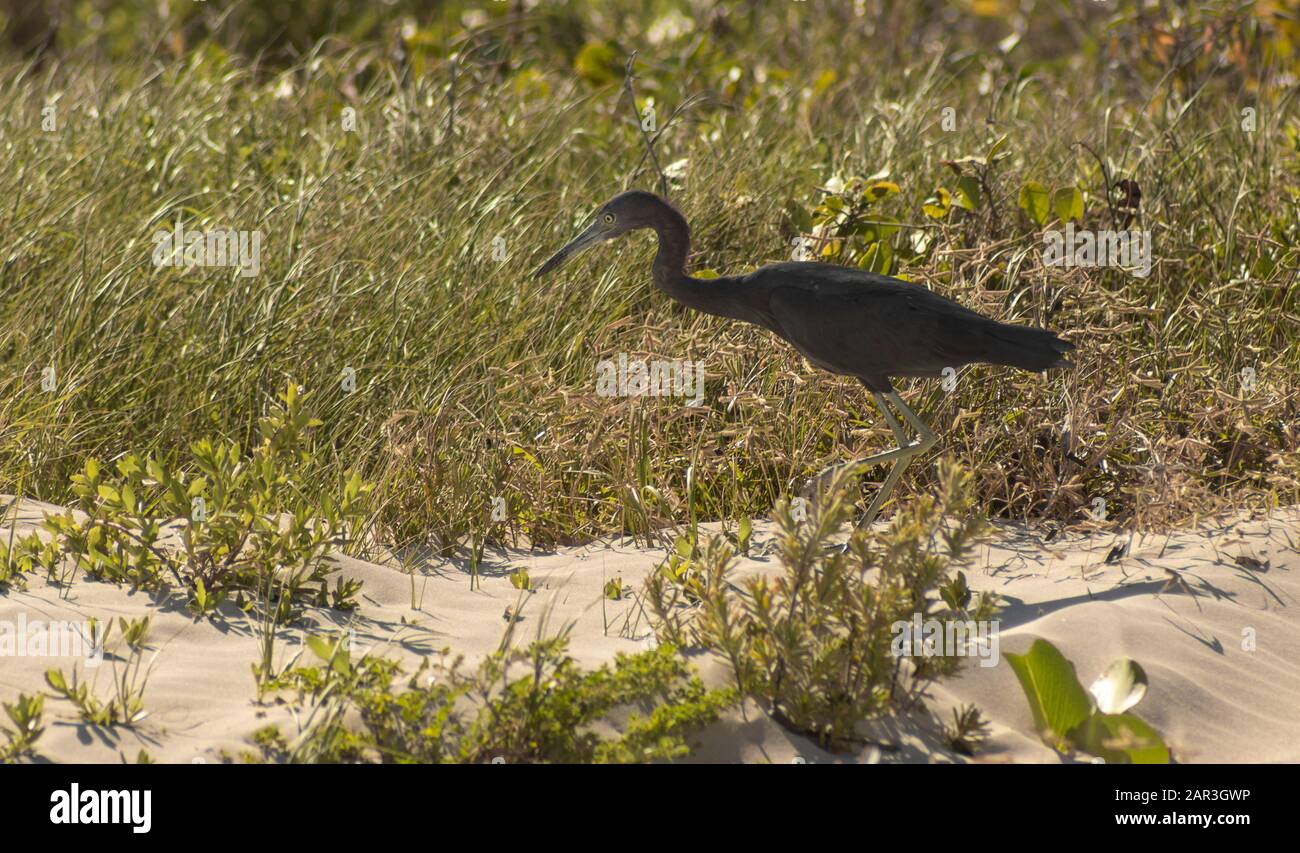 Blue Heron jagdernährt sich am kubanischen Strand. Ich Folge diesem schönen Vogel mehr als 500 Meter, bevor ich einen Schuss habe sein Mittagessen (Echse). Stockfoto