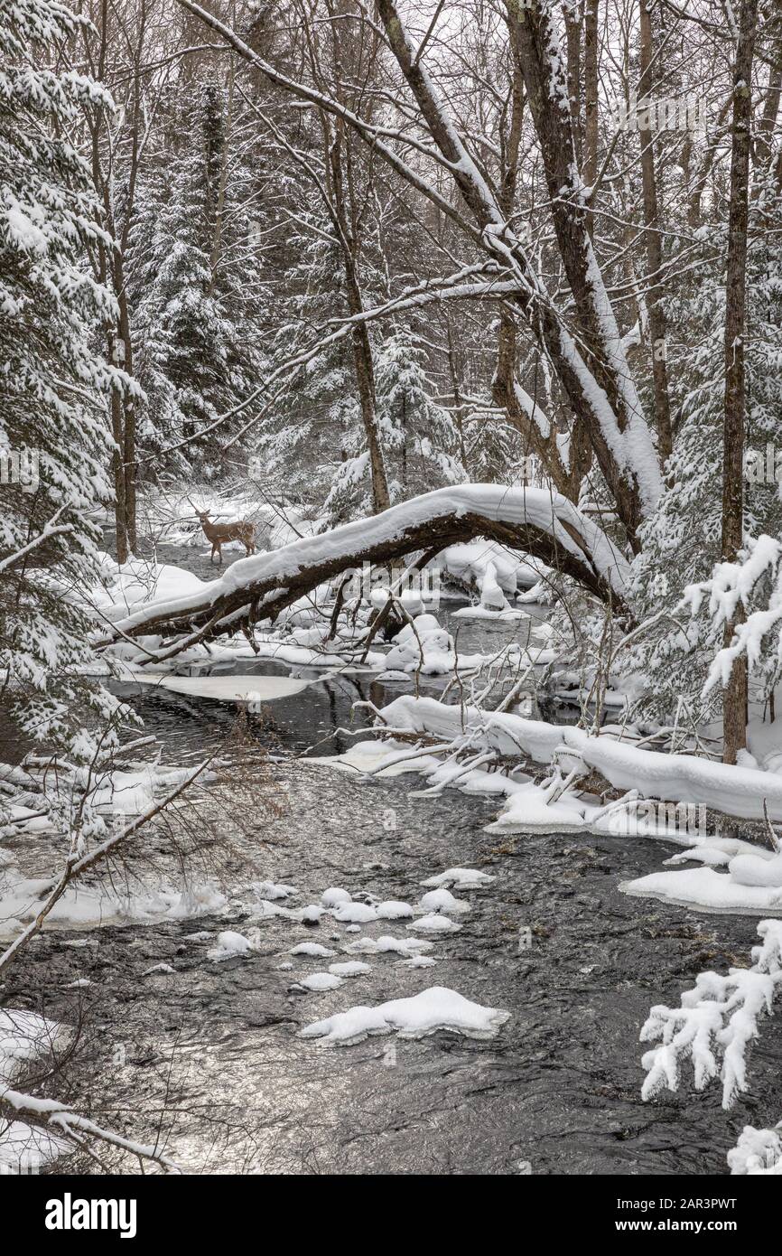 Weißwedelhirsche, die in einem Winterbach im Norden Wisconsins wandern. Stockfoto