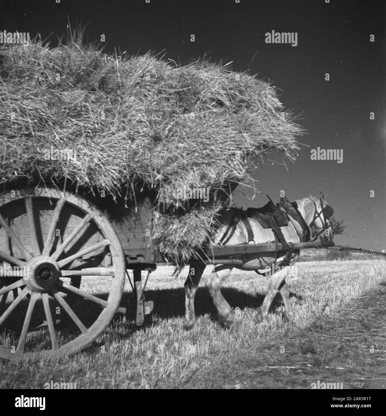 Niederländische Landwirte werden in Frankreich den zweiten Weltkrieg gründen, Landwirtschaft Datum: August 1945 Standort: Frankreich Schlagwörter: Landwirtschaft, Zweiter Weltkrieg Stockfoto