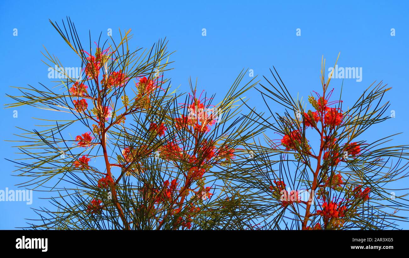 Rosa / Rot Blume der Grevillea "Eleganz", eine australische einheimische Pflanze Stockfoto