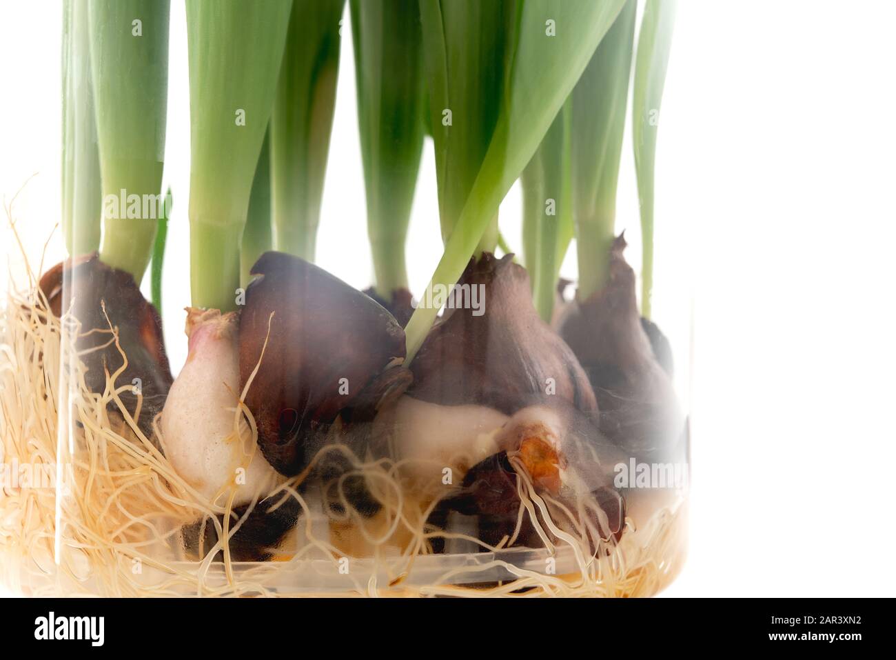 Tulpenzwiebeln schließen sich in einer Glasvase. Die Tulpenzwiebeln werden in geschlossenen Räumen im Wasser wachsen Stockfoto