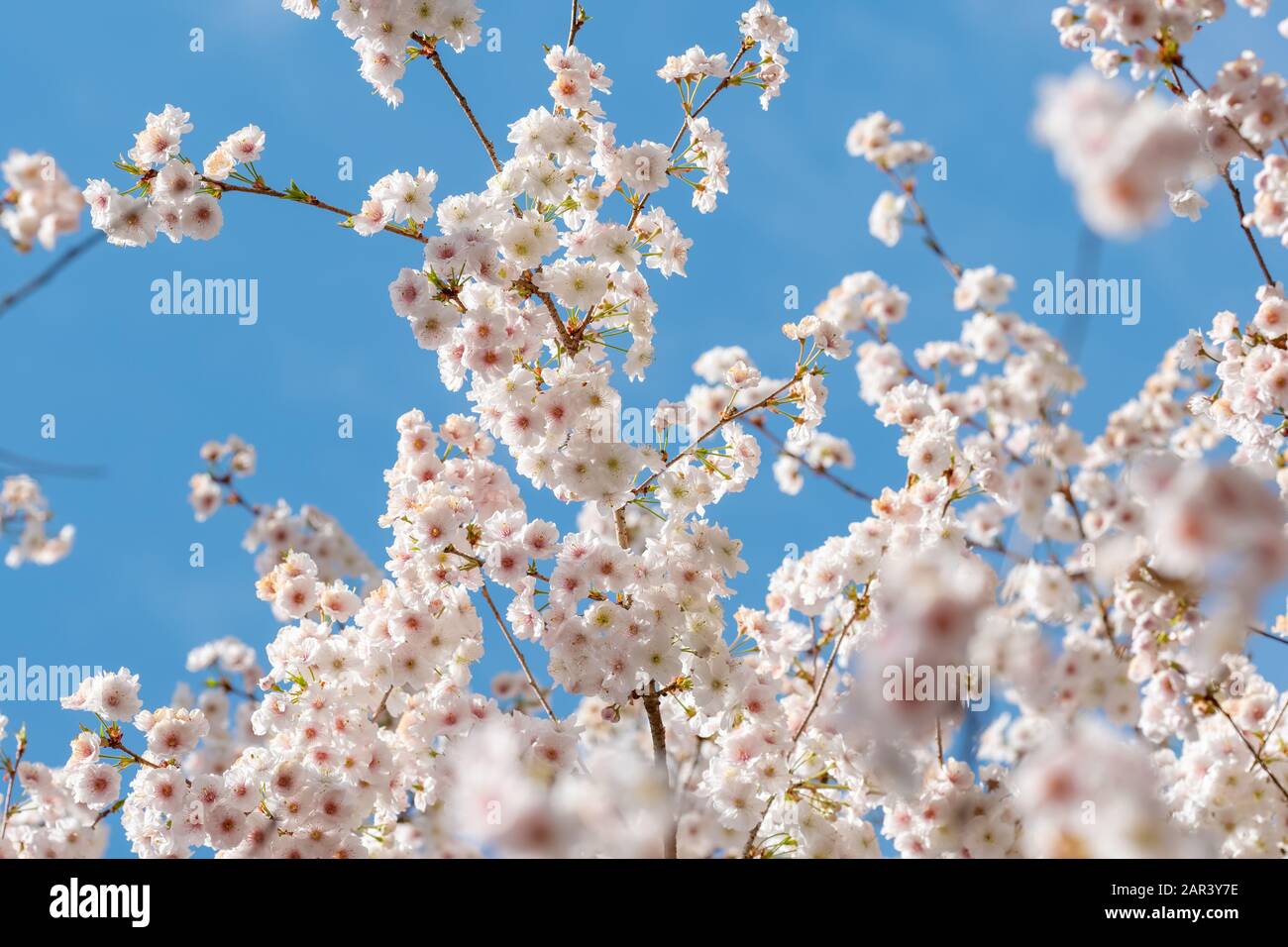Blühende weiß sakura Kirschblüte Blumen close-up Stockfoto