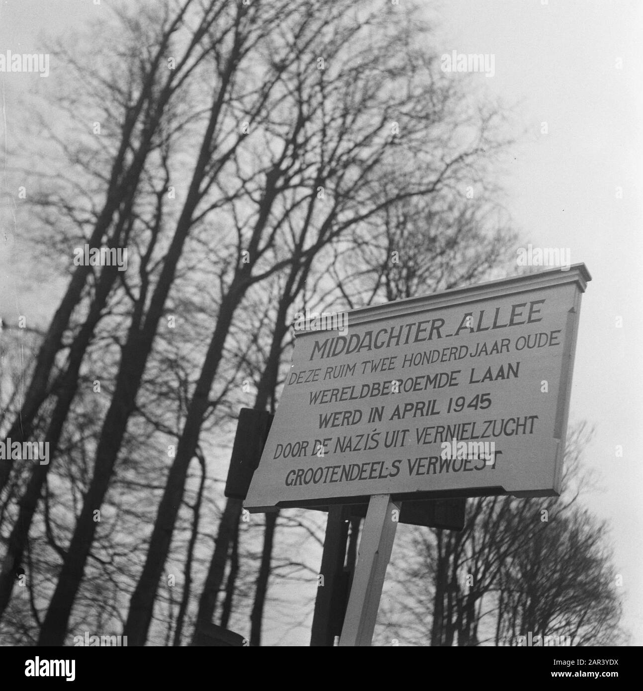 Anmerkung zur Middachter-Allee: Beukenlaan zwischen De Steeg und Ellecom. Beschriftungsplatte: Middachter-Allee. Diese mehr als zweihundert Jahre alte weltberühmte Allee wurde im April 1945 von den Nazi-Verletzten zerstört. Datum: 20.März 1946 Ort: De Steeg, Ellecom Schlüsselwörter: Bäume, Schilder Stockfoto