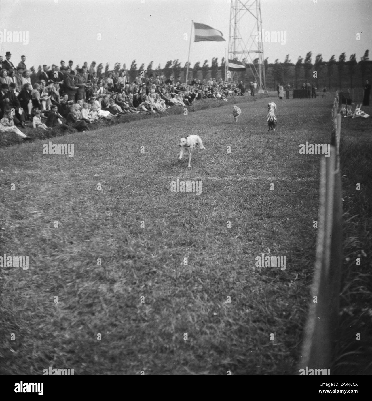 Windhunde Datum: 26. Mai 1946 Schlagwörter: Hunde, laufen, Wettbewerbe Stockfoto