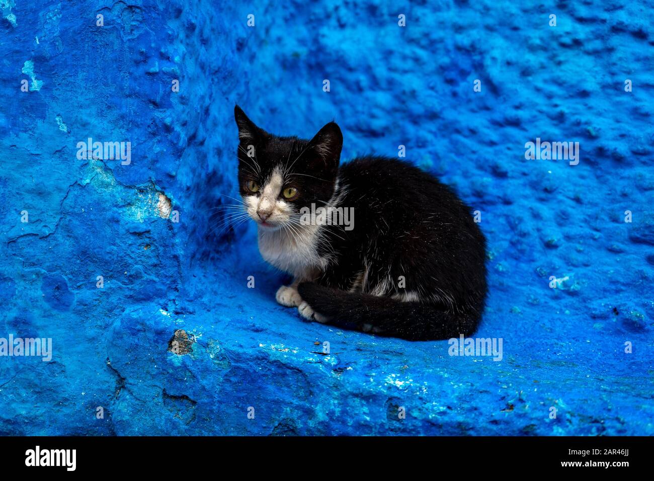 Süßes kleines Kätzchen, das auf einer blauen Wand in der marokkanischen Medina sitzt Stockfoto