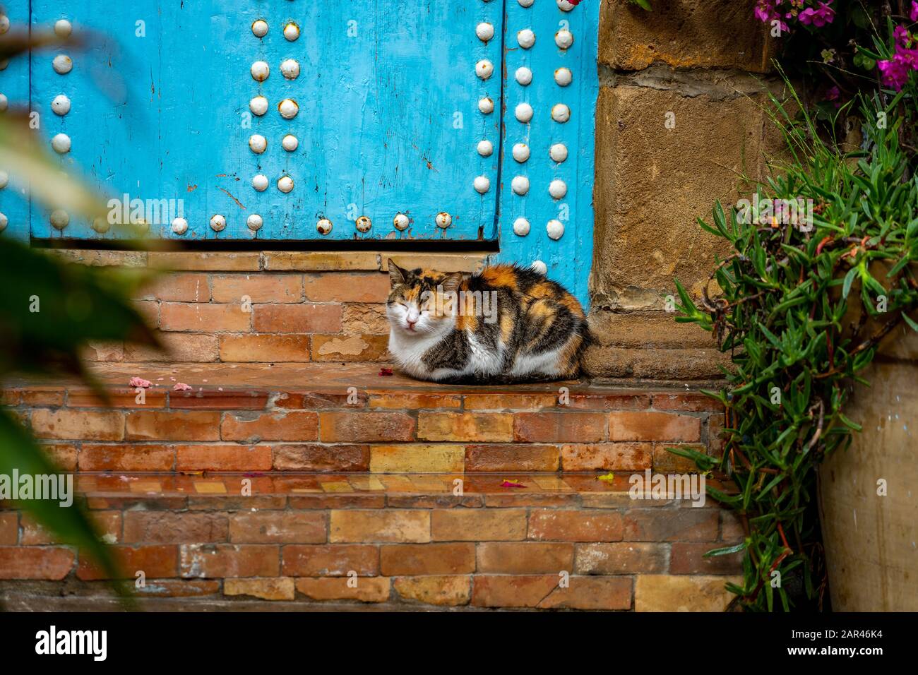 Niedliche mehrfarbige Katze, die auf Türstufen in der marokkanischen Medina sitzt Stockfoto