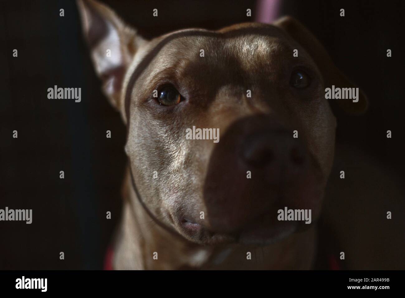Dies ist ein Foto eines Traurigen Pitbull, um Tiermissbrauch und Grausamkeit ins Bewusstsein zu rücken. Der Hundename ist Molly, eine Rettungs- und Erfolgsgeschichte. Stockfoto