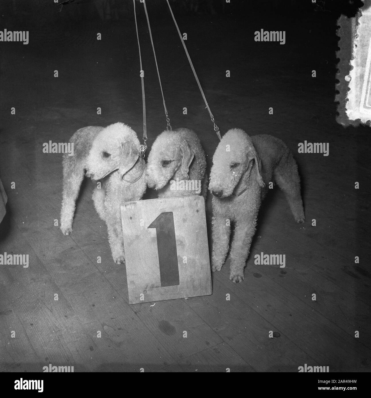 Gewinner-Dog-Ausstellung, mehrere Preisträger Datum: 11. April 1954 Schlagwörter: Gewinner, Hundeausstellungen Stockfoto