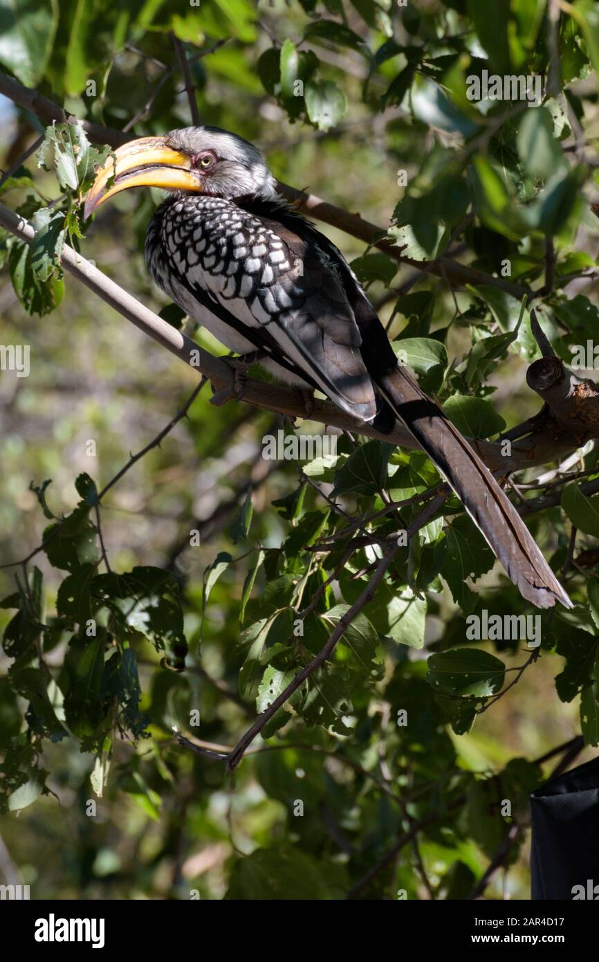 Gelb Abgerechneter Hornbill in Caprivi Stockfoto