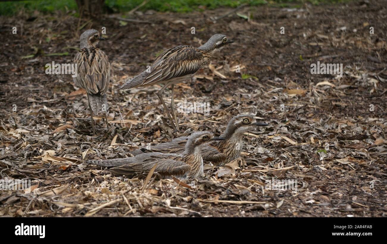 Fotos von Curlew-Vögeln, die ihr Gefieders als perfekte Tarnung gegen die Rinde, Stöcke und Gras zeigen, die in ihrem gesamten Lebensraum zu finden sind. Stockfoto