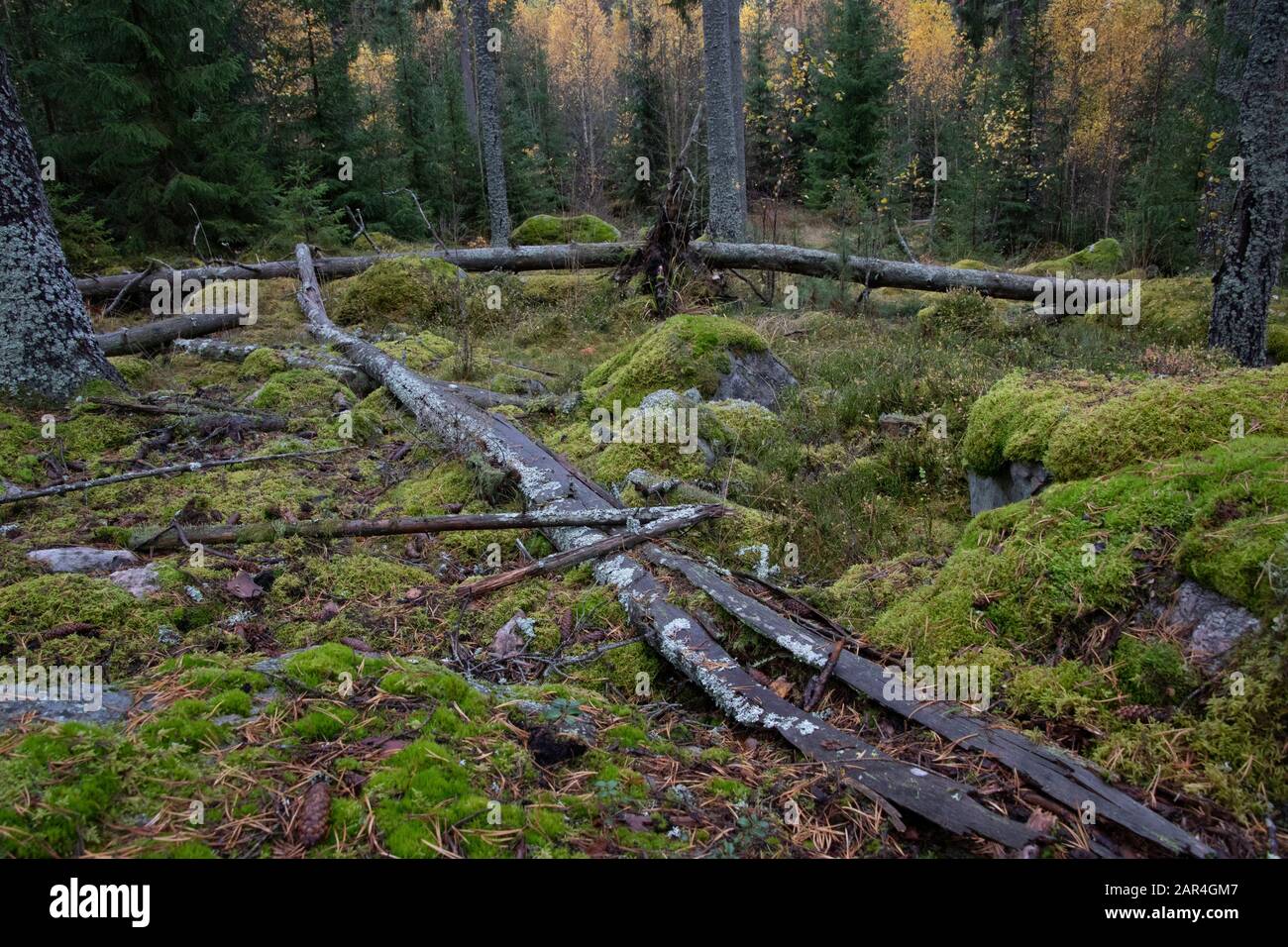 Fichtenwald mit einer schimmeligen Liegerichtfichte im Vordergrund Stockfoto