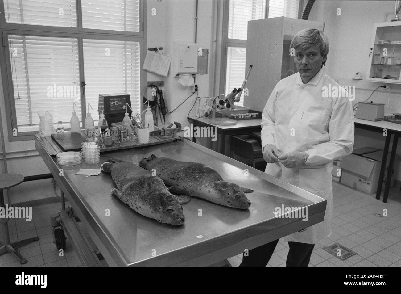 Forschung zu den Totensiegeln aus Eco Stute (Texel) am nationalen Institut für öffentliche Gesundheit und Umwelt (RIVM) in Bilthoven Dr. A. Osterhaus bei 2 Totensiegeln Datum: 11. Juli 1989 Standort: Bilthoven, Utrechter Schlüsselwörter: Institute, Untersuchungen, Viren, Robben Personenname: Osterhaus, A. Stockfoto