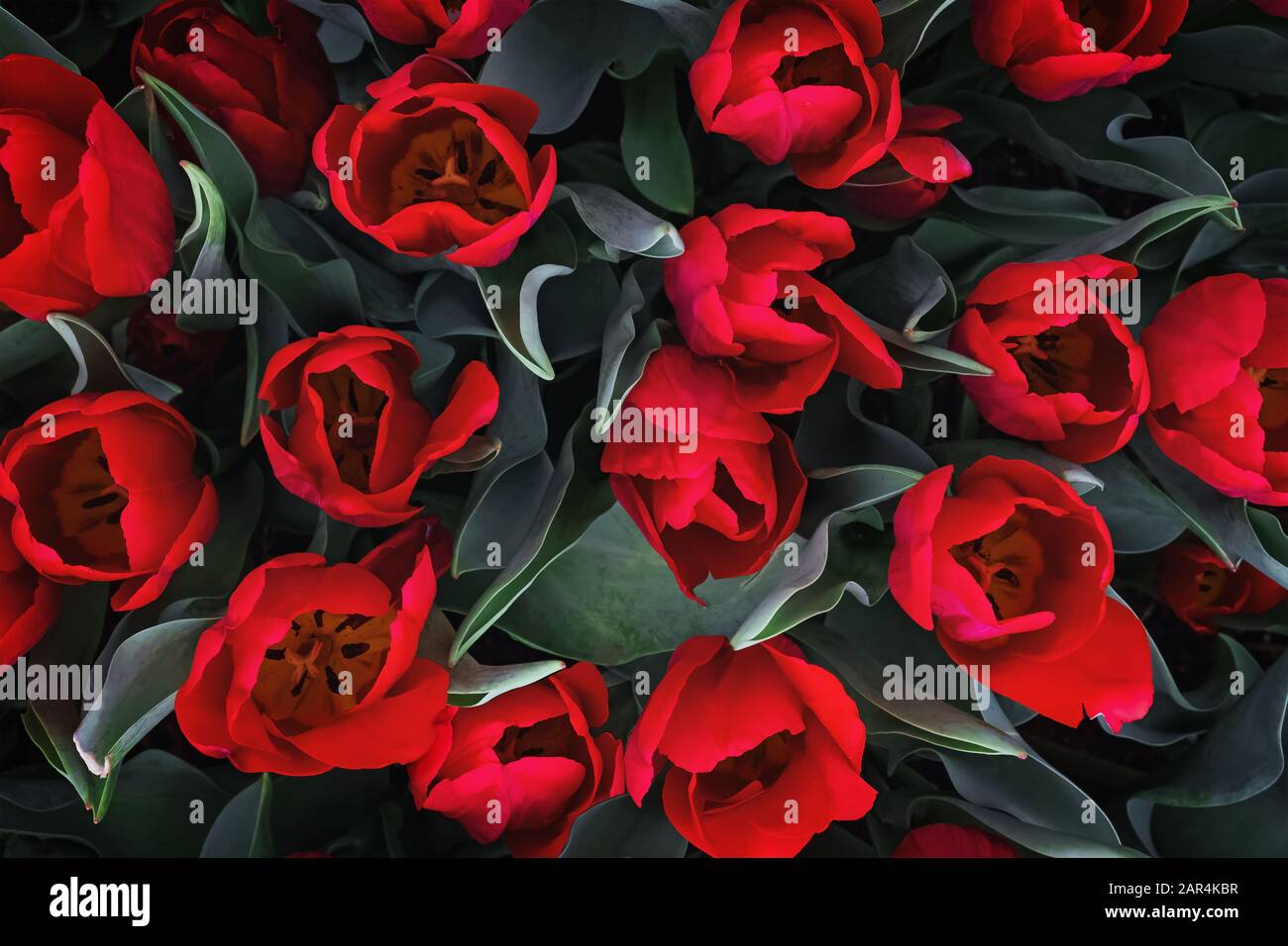 Dunkelrote Tulpenblumen wachsen im Freien, Draufsicht. Stockfoto