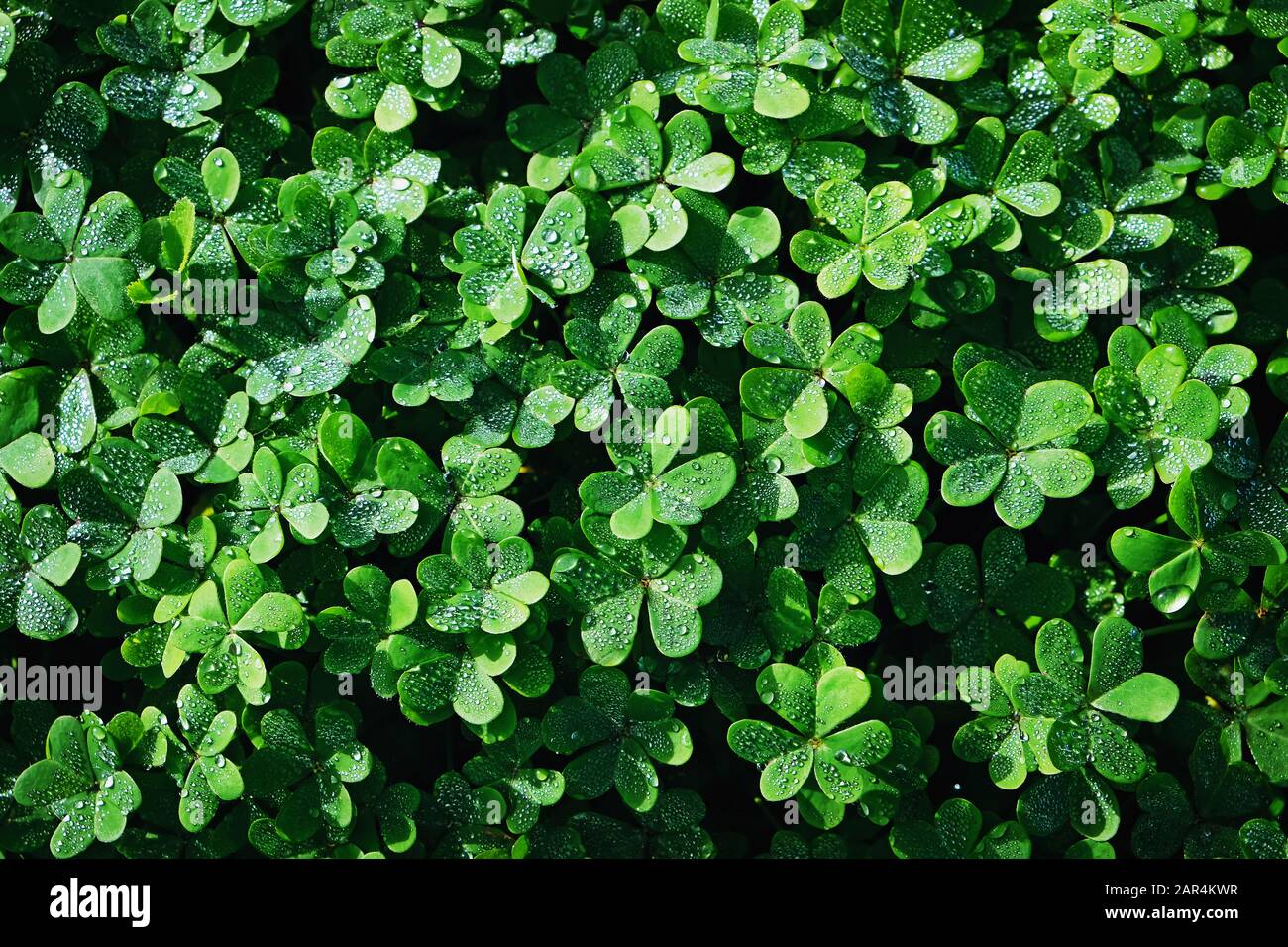 Frisches Grün klatschen mit nassen Wassertropfen, Blick von oben. Stockfoto