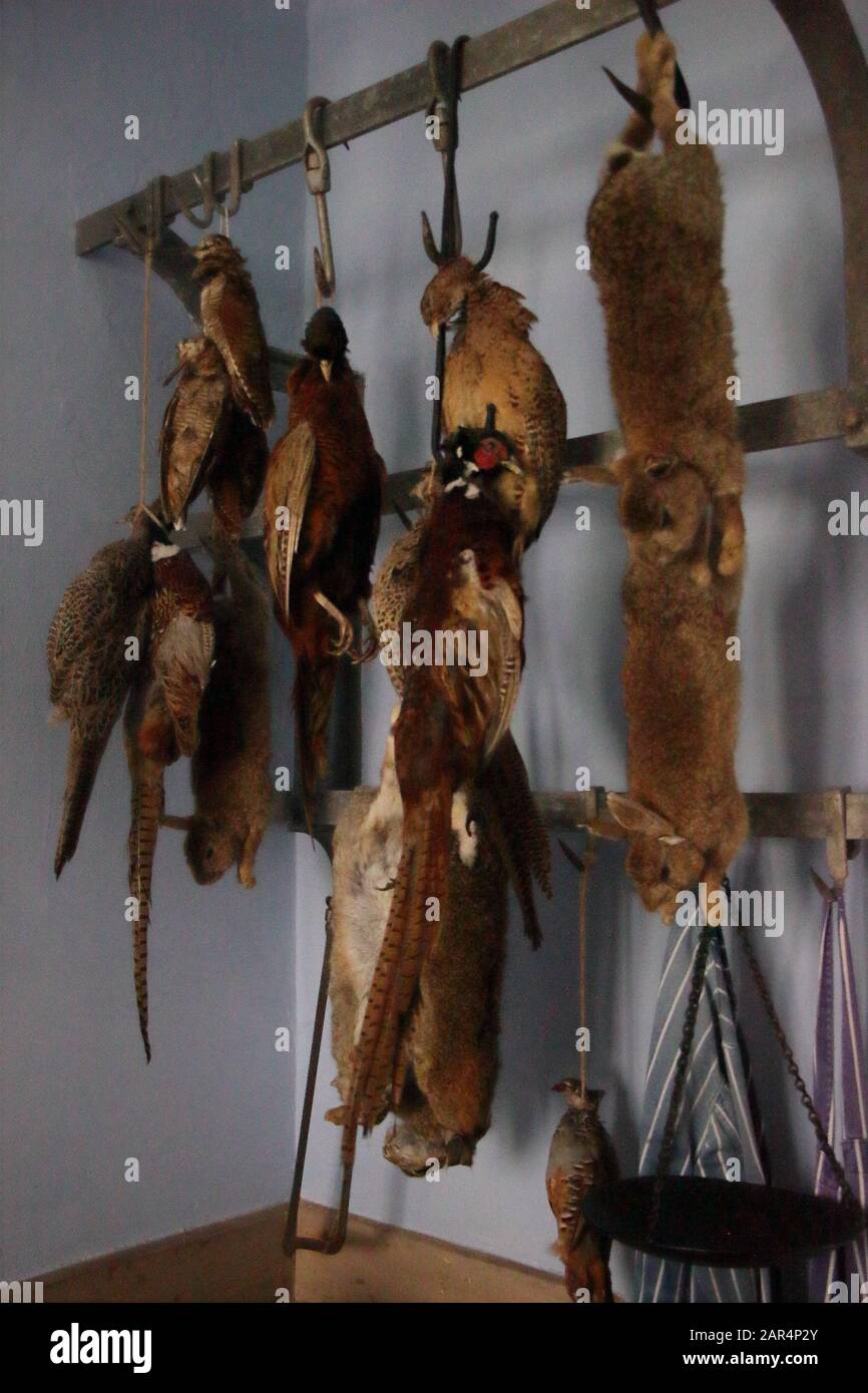 Kaninchen und Fasane jagten und kochbereit in einer Küche. Stockfoto