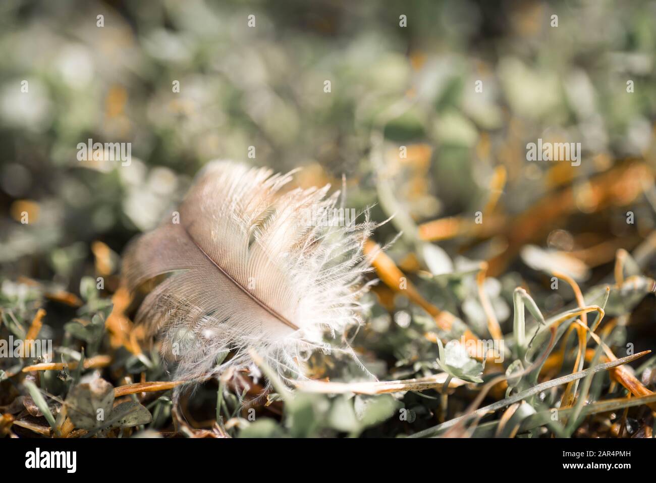 Kleine winzige Feder eines Vogels, der auf Gras sitzt. Nahaufnahme Makro. Stockfoto
