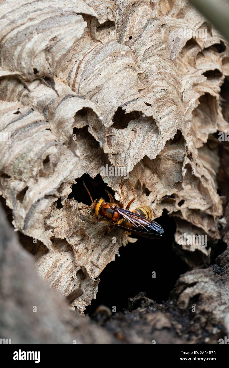 Europäisches Hornet (Vespa crabro) nisten. Einzelperson, die in einer Baumhohle über die Oberfläche des Nestes spazieren geht Stockfoto