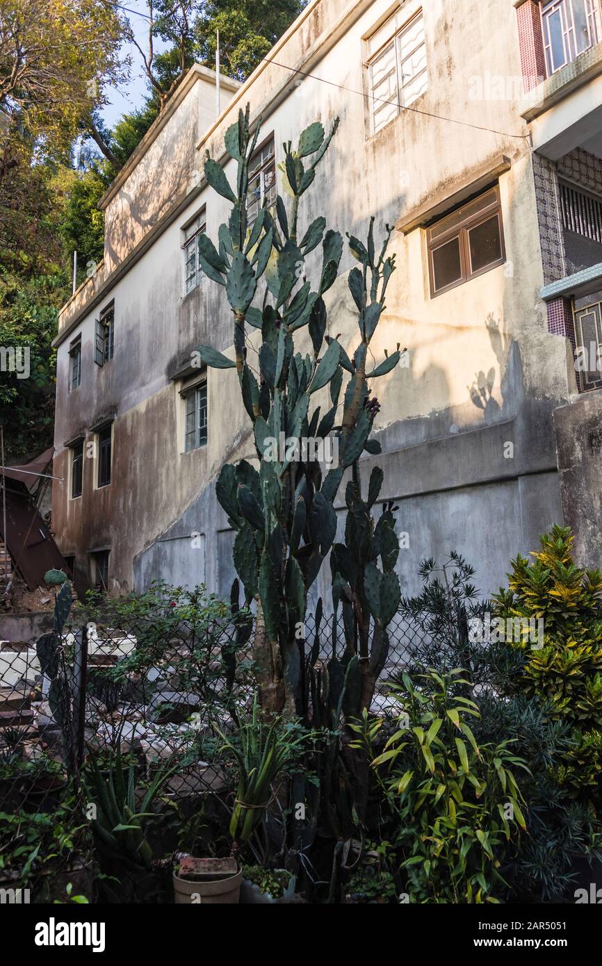 Ein riesiger Hauskaktus, der im Topf auf der Straße von Tai O Village, Hongkong wächst Stockfoto
