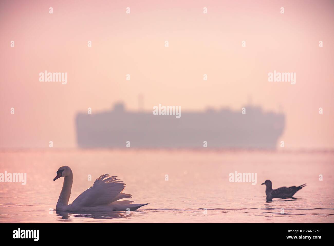 Weiße Schwäne im Meer, sunrise geschossen Stockfoto
