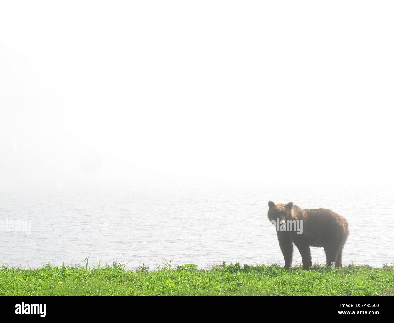 Braunbär (Ursus Arctos) in Kurilen See, Kamtschatka, Russland. Stockfoto