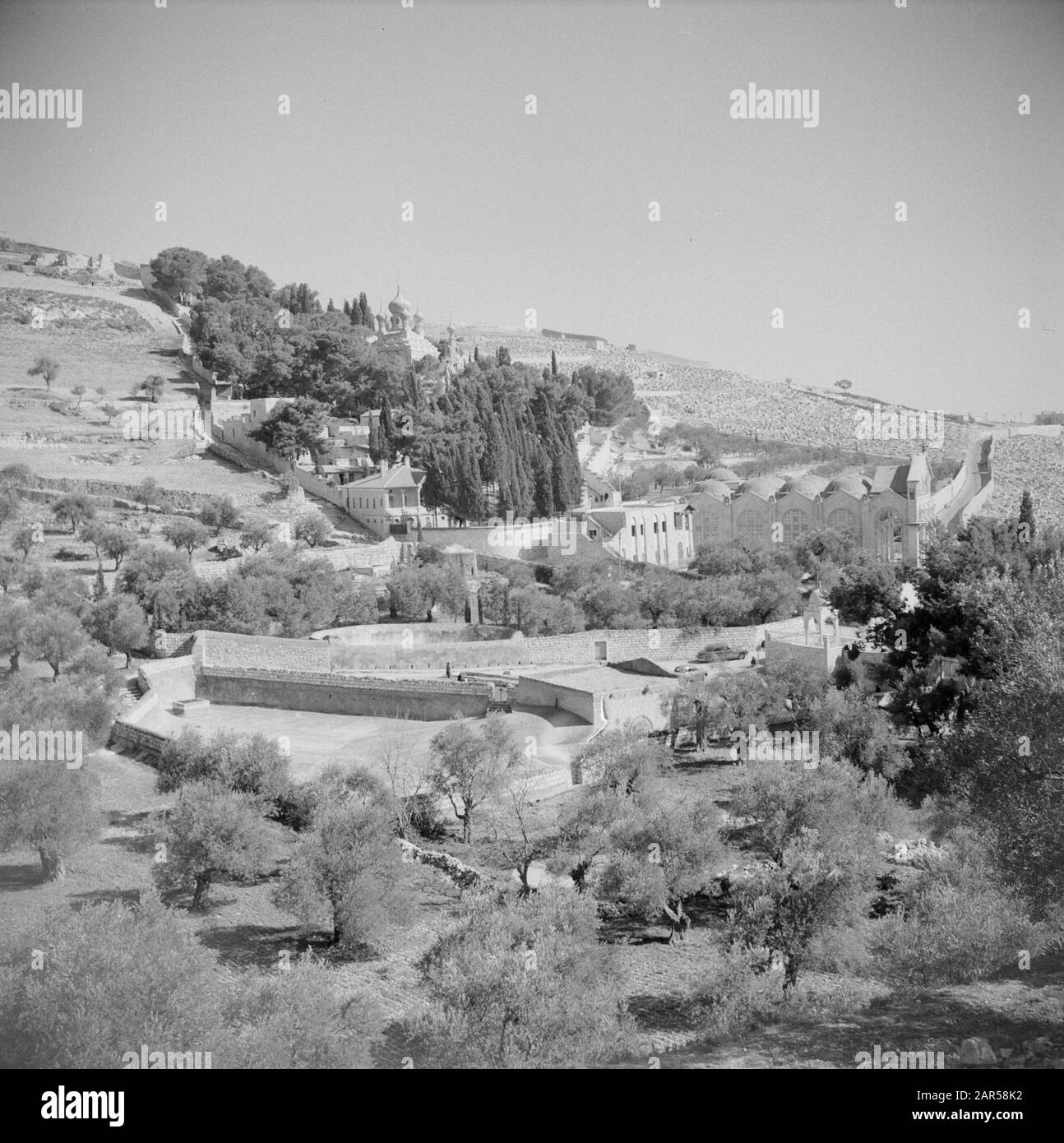 Naher Osten 1950-1955: Jerusalem Court of Gethsemane Anmerkung: Zum Zeitpunkt der Aufnahme lag Jerusalem in Jordanien Datum: 1950 Ort: Jerusalem, Jordan Stichwörter: Gärten Stockfoto
